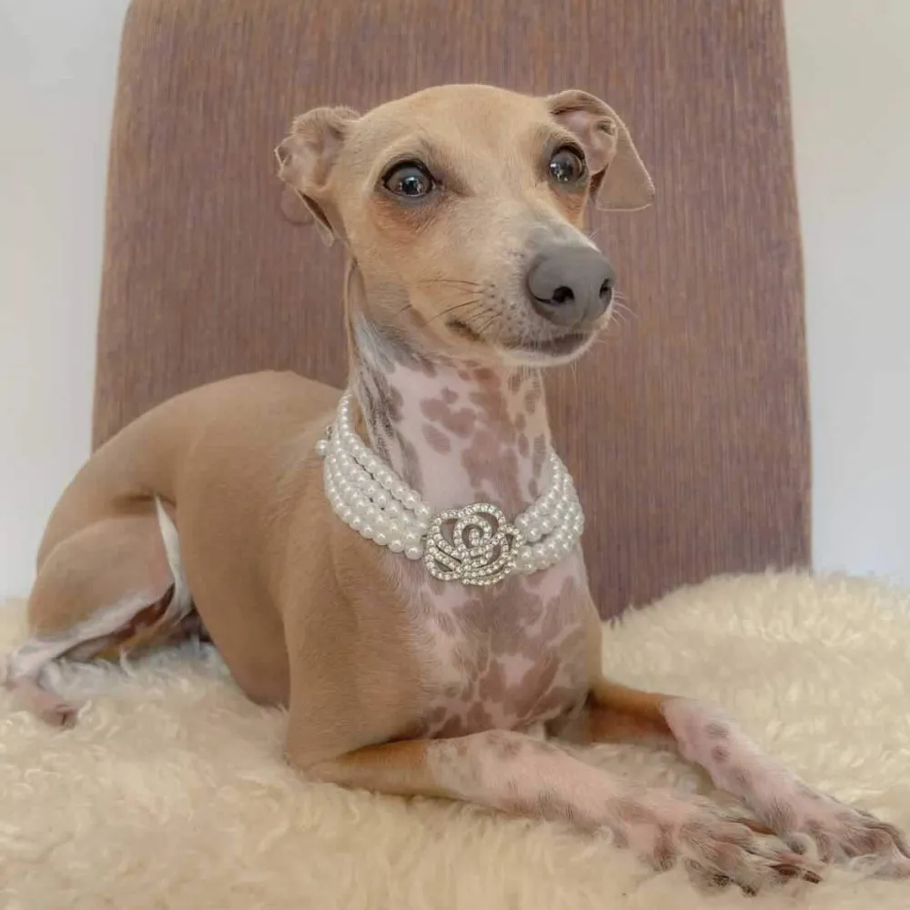 Pearl & Rose Diamante Dog Necklace