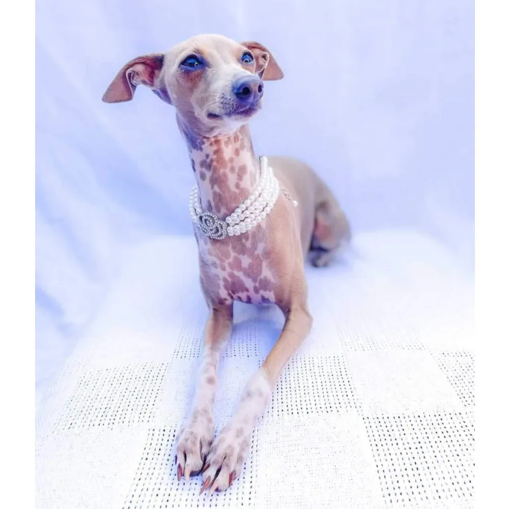 Pearl & Rose Diamante Dog Necklace