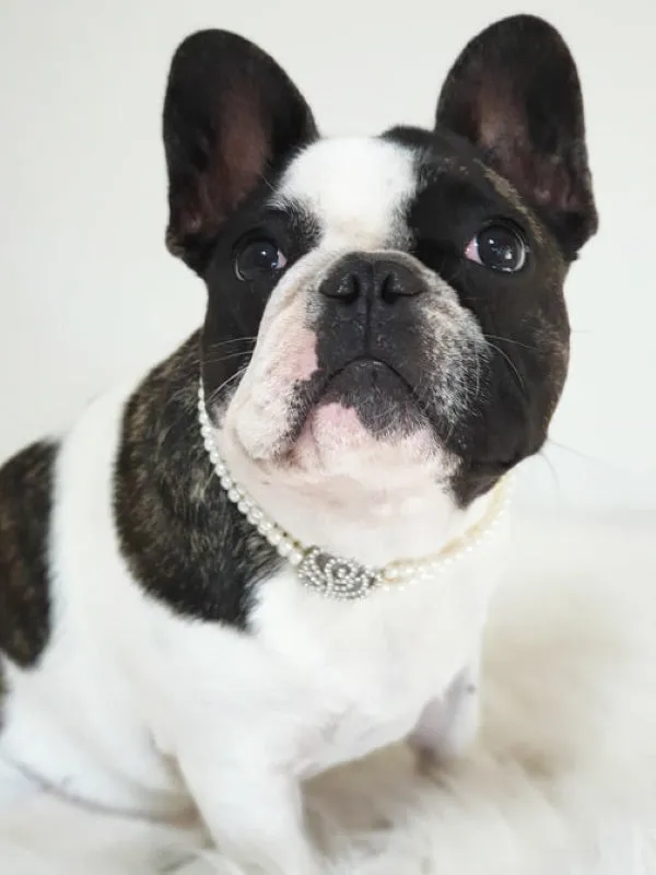 Pearl & Rose Diamante Dog Necklace